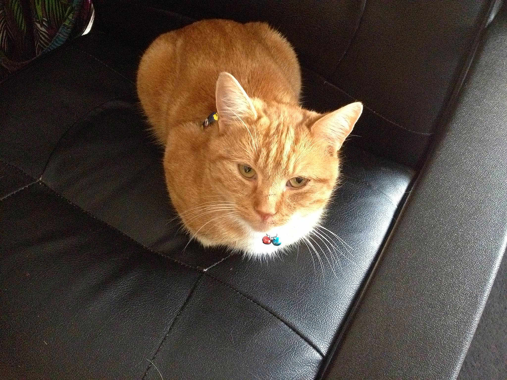Gingey