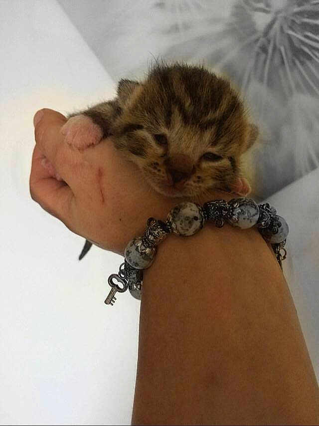 Baby