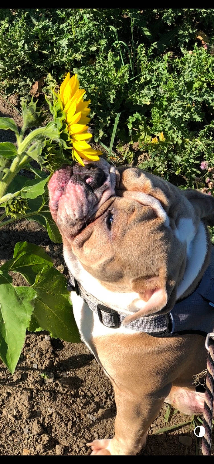 Brutus is registered to the contest to win money with this photo: carnivore, collar, companion_dog, dog, dog_breed, dog_clothes, dog_collar, eyewear, fawn, flower, glove, grass, insect, leash, pet_supply, petal, plant, snout, whiskers, working_animal
