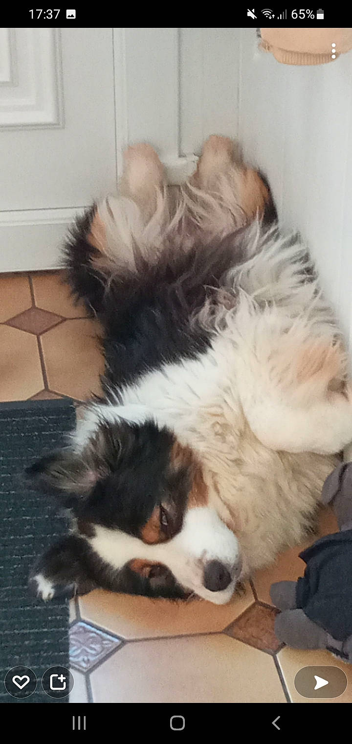 Fofo a rejoint le concours — aidez-le/la à gagner de superbes lots ! border_collie, canidae, carnivore, claw, companion_dog, dog, dog_breed, fur, herding_dog, paw, sporting_group, tail, whiskers, working_animal, working_dog