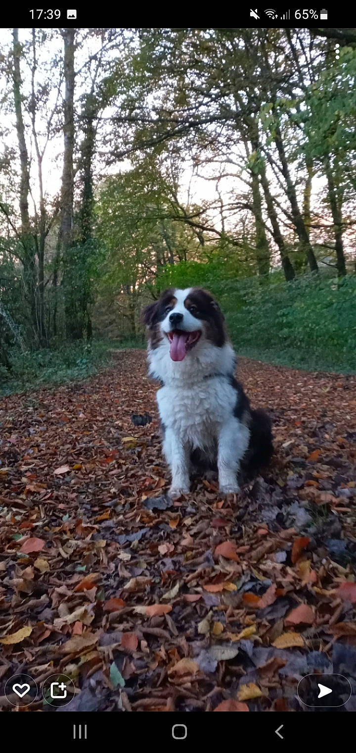 Fofo participe au concours pour gagner de l'argent avec cette photo : canidae, carnivore, companion_dog, dog, dog_breed, forest, fur, grass, gun_dog, hunting_dog, plant, sky, snout, soil, sporting_group, terrestrial_animal, tree, woodland, working_dog