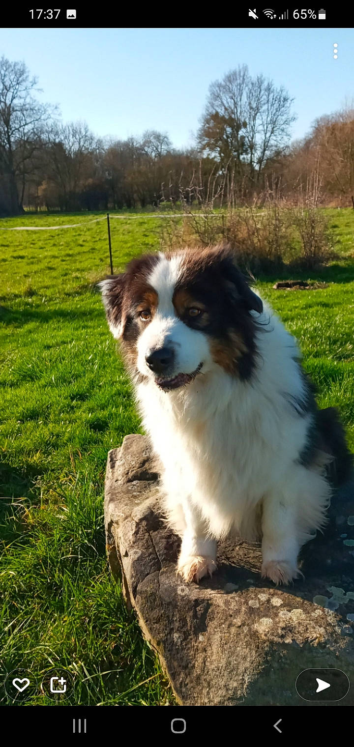 Fofo a rejoint le concours — aidez-le/la à gagner de superbes lots ! australian_collie, australian_shepherd, border_collie, carnivore, companion_dog, dog, dog_breed, fur, grass, grassland, herding_dog, plant, sky, sporting_group, terrestrial_animal, tree, whiskers, working_dog