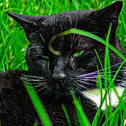 Bowie joined the competition — help win amazing prizes! cat, black_cat, white_patches, green_grass, outdoor, animal, whiskers, close_up, nature, pet, feline, relaxed, lying_down, grass_blades, daylight, wildlife, domestic_animal, mammal, resting, eyes