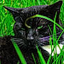 cat, black_cat, white_patches, green_grass, outdoor, animal, whiskers, close_up, nature, pet, feline, relaxed, lying_down, grass_blades, daylight, wildlife, domestic_animal, mammal, resting, eyes