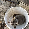 Stormy is registered to the contest to win money with this photo: cat, kitten, bucket, gray_cat, animal, pet, outdoor, wooden_planks, gravel, curious, feline, sitting, container, close_up, young_cat, domestic_cat, fur, whiskers, ears, tail