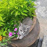 Stormy joined the competition — help win amazing prizes! kitten, cat, plant, flower, pot, greenery, outdoor, nature, rustic, gray, cute, small, pet, feline, leaf, colorful, relaxing, garden, flora, curious