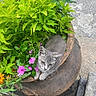 kitten, cat, plant, flower, pot, greenery, outdoor, nature, rustic, gray, cute, small, pet, feline, leaf, colorful, relaxing, garden, flora, curious