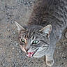 Thunder is registered to the contest to win money with this photo: cat, gray_tabby, green_eyes, meowing, teeth, whiskers, ears, outdoor, gravel, close_up, animal, pet, feline, fur, alert, expression, nature, wildlife, cute, mammal