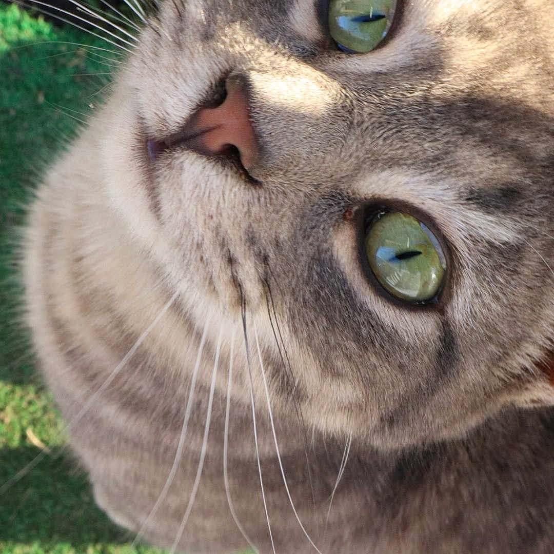 Thunder is registered to the contest to win money with this photo: cat, tabby, green_eyes, close_up, whiskers, outdoor, grass, pet, animal, fur, nose, ear, curious, looking_up, daylight, nature, domestic_cat, mammal, portrait, cute