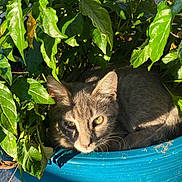 Thunder joined the competition — help win amazing prizes! cat, plant, blue_planter, green_leaves, sunlight, shadow, outdoor, animal, pet, gray_cat, nature, hiding, resting, cute, fur, whiskers, leafy, garden, small_space, peaceful