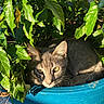 cat, plant, blue_planter, green_leaves, sunlight, shadow, outdoor, animal, pet, gray_cat, nature, hiding, resting, cute, fur, whiskers, leafy, garden, small_space, peaceful