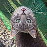 Thunder is registered to the contest to win money with this photo: cat, animal, pet, green_eyes, whiskers, outdoor, curious, close_up, texture, green_surface, shoe, sneaker, fur, tabby, looking_up, daylight, sidewalk, shadow, ears, nose