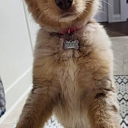 Tootie is registered to the contest to win money with this photo: animal, blue_eyes, canine, close_up, collar, curious, cute, dog, domestic_animal, floor, fluffy, friendly, fur, indoor, looking, pet, pet_tag, puppy, rug, young_dog