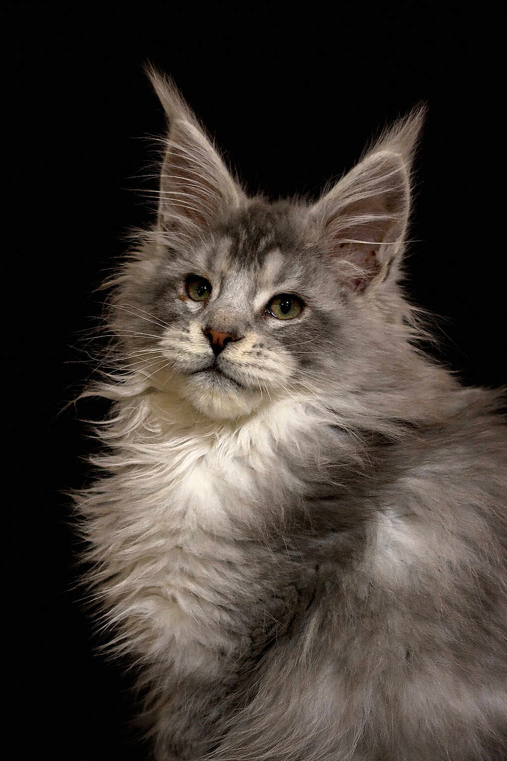 Apollon a rejoint le concours — aidez-le/la à gagner de superbes lots ! cat, fluffy, gray, white, portrait, animal, pet, feline, ears, whiskers, fur, closeup, cute, soft, majestic, domestic_cat, mammal, looking_away, indoor, beautiful