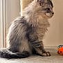 Apollon a rejoint le concours — aidez-le/la à gagner de superbes lots ! kitten, cat, fluffy, gray, pet, scratching_post, toy, indoor, feline, side_view, young, fur, whiskers, animal, cute, sitting, playful, domestic, soft, tail
