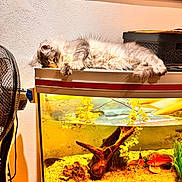 Apollon participe au concours pour gagner de l'argent avec cette photo : aquarium, aquatic_plants, cat, cozy, driftwood, fan, fish, fish_tank, fur, goldfish, gravel, home_interior, indoor, paws, pet, relaxing, sleeping_cat, storage_box, wall_art, water
