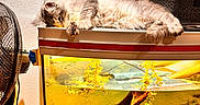 Apollon participe au concours pour gagner de l'argent avec cette photo : aquarium, aquatic_plants, cat, cozy, driftwood, fan, fish, fish_tank, fur, goldfish, gravel, home_interior, indoor, paws, pet, relaxing, sleeping_cat, storage_box, wall_art, water
