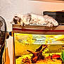 aquarium, aquatic_plants, cat, cozy, driftwood, fan, fish, fish_tank, fur, goldfish, gravel, home_interior, indoor, paws, pet, relaxing, sleeping_cat, storage_box, wall_art, water