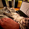 Apollon participe au concours pour gagner de l'argent avec cette photo : animal, blanket, cat, closeup, comfort, couch, cozy, domestic, fur, furniture, hand, home, indoor, peaceful, pet, relaxing, resting, sleeping, soft, warm_lighting
