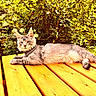 Apollon a rejoint le concours — aidez-le/la à gagner de superbes lots ! animal, bushes, calm, cat, flowers, fur, garden, gray_tabby, greenery, leisure, nature, outdoor, pet, picnic_table, portrait, relaxing, resting, summer, sunlight, wooden_table