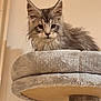 Apollon a rejoint le concours — aidez-le/la à gagner de superbes lots ! cat, kitten, feline, pet, fluffy, gray, ears, whiskers, cat_tree, indoor, animal, cute, looking, soft, fur, young, resting, perched, curious, portrait