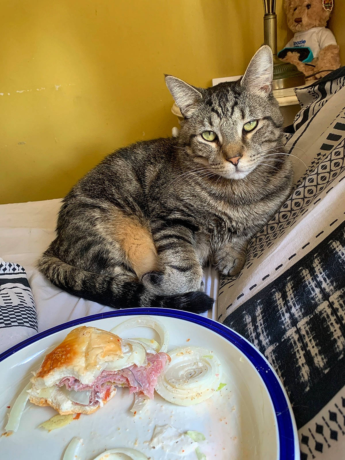 Rollie joined the competition — help win amazing prizes! carnivore, cat, comfort_food, cream, cuisine, dish, dishware, domestic_short_haired_cat, felidae, food, ingredient, kitchen_utensil, plate, porcelain, recipe, serveware, small_to_medium_sized_cats, spoon, tableware, whiskers