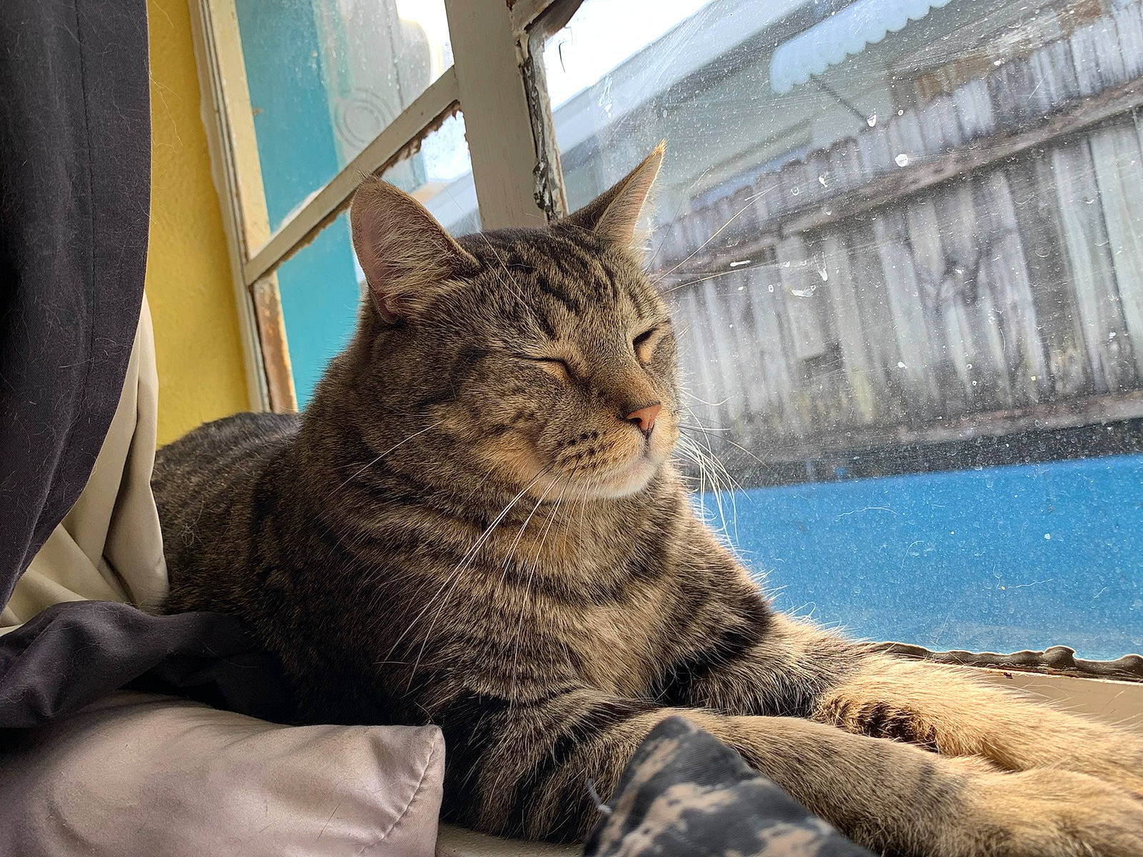 Rollie joined the competition — help win amazing prizes! carnivore, cat, claw, comfort, curtain, domestic_short_haired_cat, eye, felidae, fur, paw, sitting, sky, small_to_medium_sized_cats, snout, tail, terrestrial_animal, water, whiskers, window