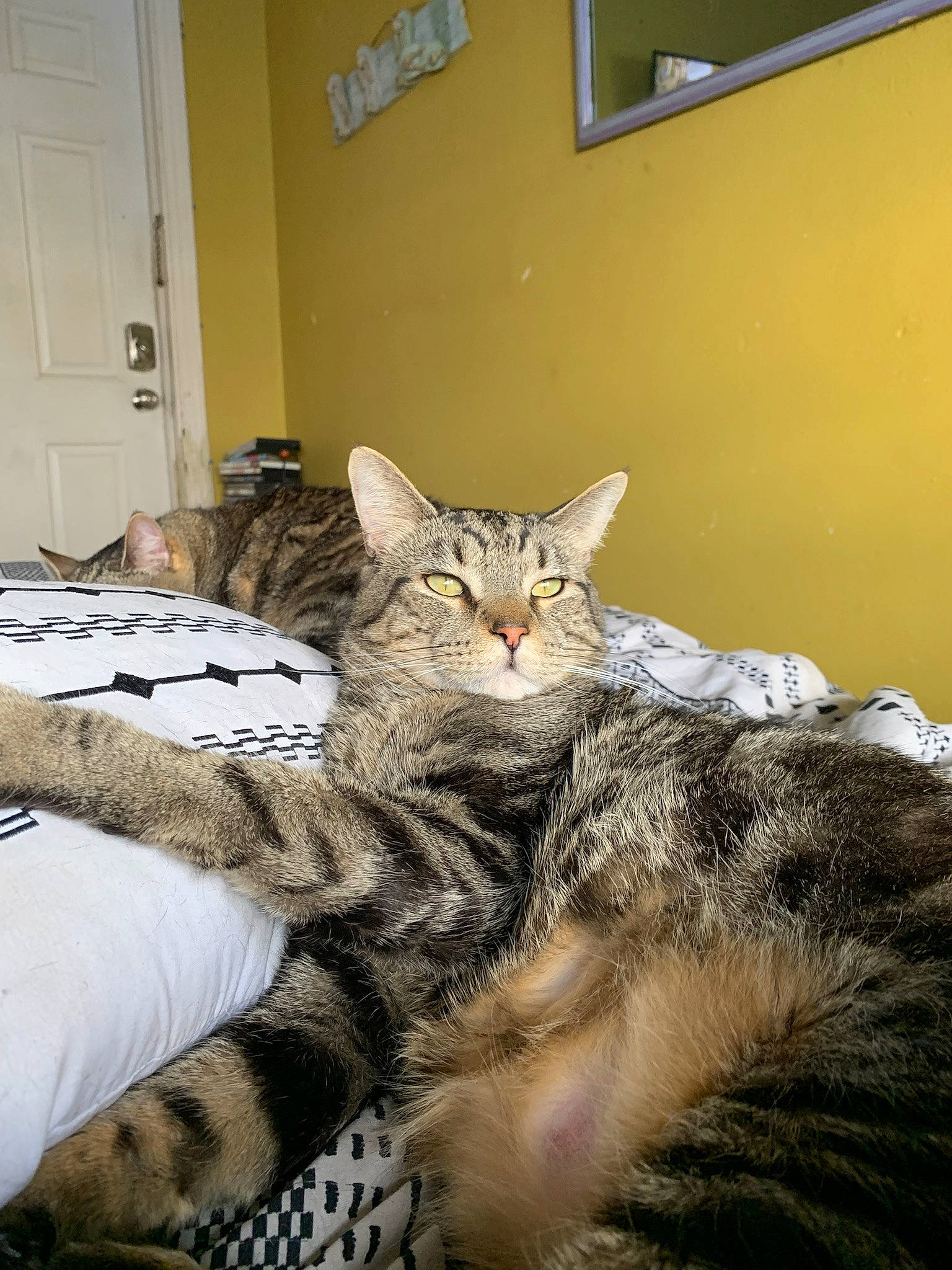 Rollie is registered to the contest to win money with this photo: bed, carnivore, cat, claw, comfort, domestic_short_haired_cat, door, eye, felidae, fur, grey, linens, paw, picture_frame, room, small_to_medium_sized_cats, snout, tail, terrestrial_animal, whiskers