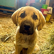 Adret a rejoint le concours — aidez-le/la à gagner de superbes lots ! puppy, dog, animal, young, barn, straw, brown, cute, pet, sitting, closeup, indoor, fur, ears, nostrils, whiskers, eyes, snout, background, bucket