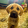 puppy, dog, animal, young, barn, straw, brown, cute, pet, sitting, closeup, indoor, fur, ears, nostrils, whiskers, eyes, snout, background, bucket