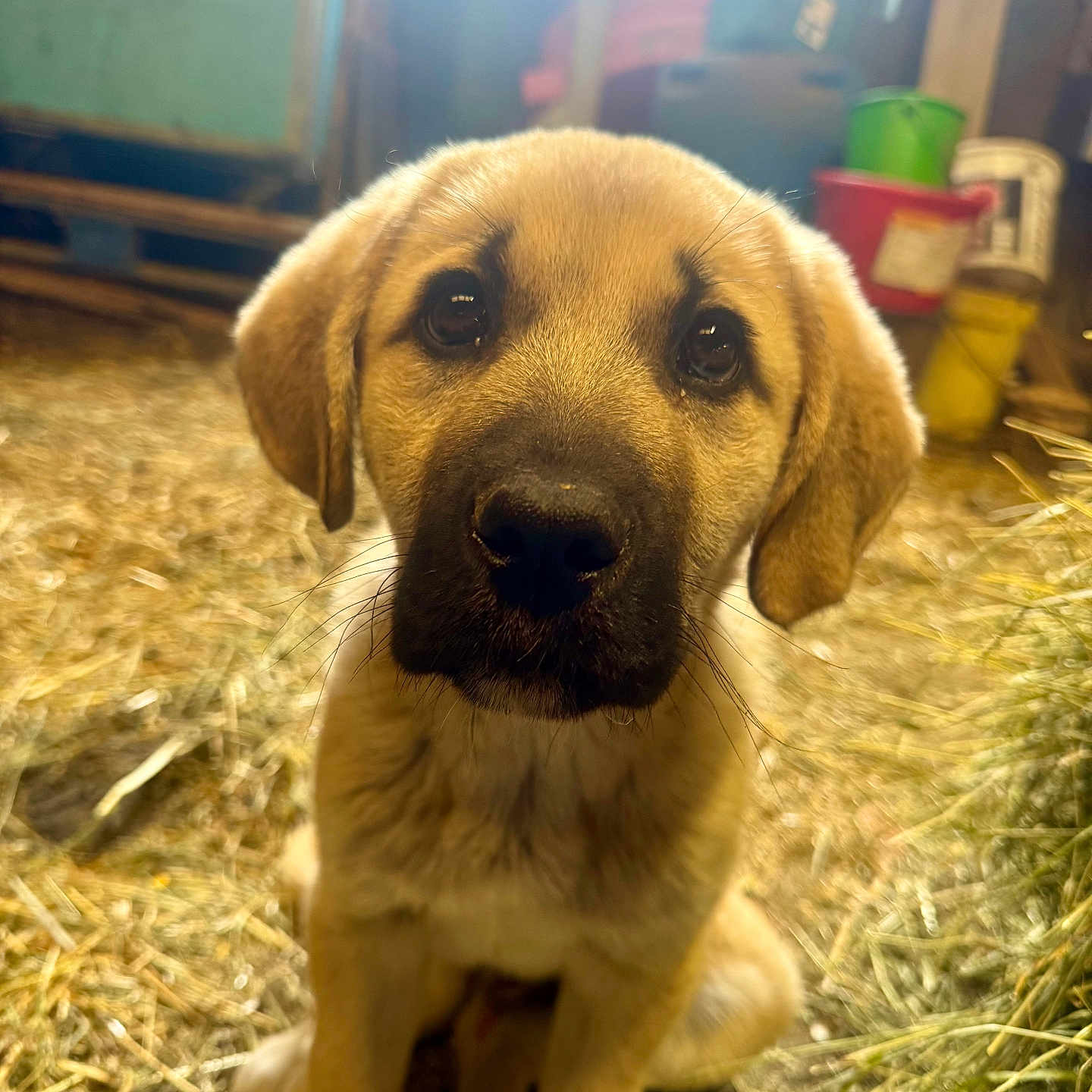 Adret a rejoint le concours — aidez-le/la à gagner de superbes lots ! puppy, dog, animal, young, barn, straw, brown, cute, pet, sitting, closeup, indoor, fur, ears, nostrils, whiskers, eyes, snout, background, bucket
