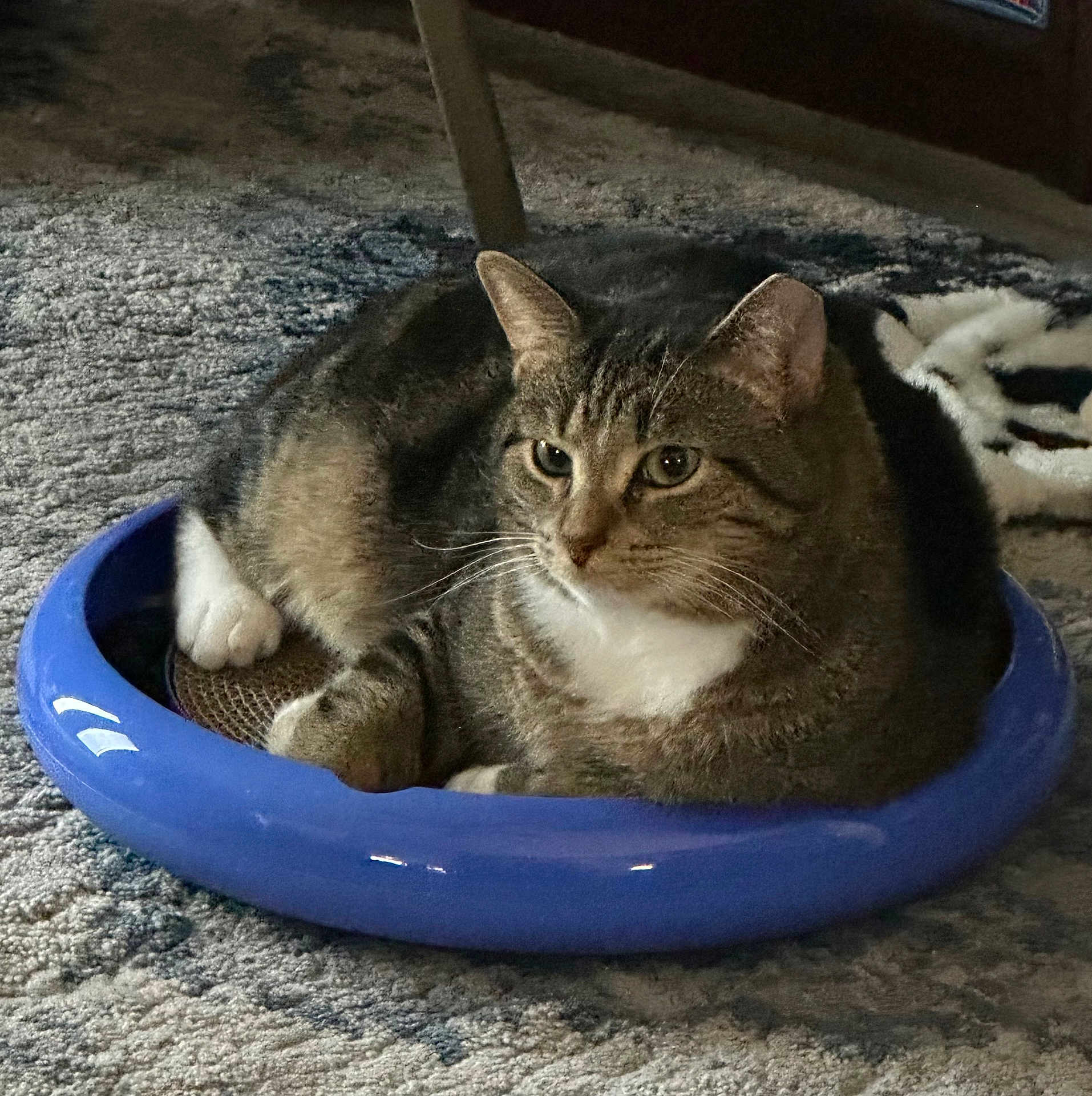 Tigger