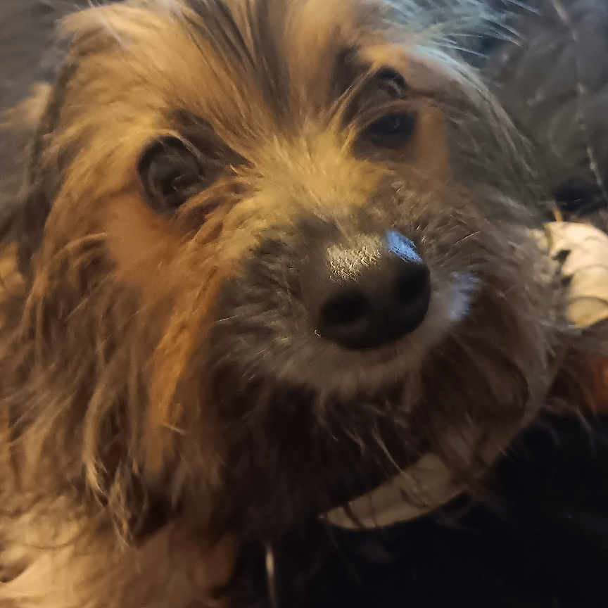 Rusty is registered to the contest to win money with this photo: affenpinscher, airedale, animal, canine, cockerspaniel, computerhardware, couch, dog, electronics, furniture, hardware, hound, indoors, monitor, papillon, pet, poodle, puppy, screen, terrier