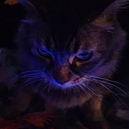 Wade is registered to the contest to win money with this photo: cat, close_up, whiskers, dark, low_light, blue_tint, animal, pet, feline, mysterious, shadow, indoor, face, fur, portrait, cute, eyes, nose, head, expression