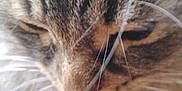 Wade joined the competition — help win amazing prizes! cat, tabby_cat, close_up, whiskers, fur, animal, pet, face, mammal, feline, soft, blurred, brown, striped, cute, domestic_animal, nose, eye, portrait, whisker