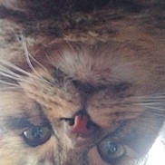 Wady is registered to the contest to win money with this photo: cat, tabby, close_up, indoor, curious, face, green_eyes, pink_nose, whiskers, pet, animal, feline, blurred, window, cage, floor, light, furry, ears, looking