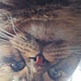 cat, tabby, close_up, indoor, curious, face, green_eyes, pink_nose, whiskers, pet, animal, feline, blurred, window, cage, floor, light, furry, ears, looking