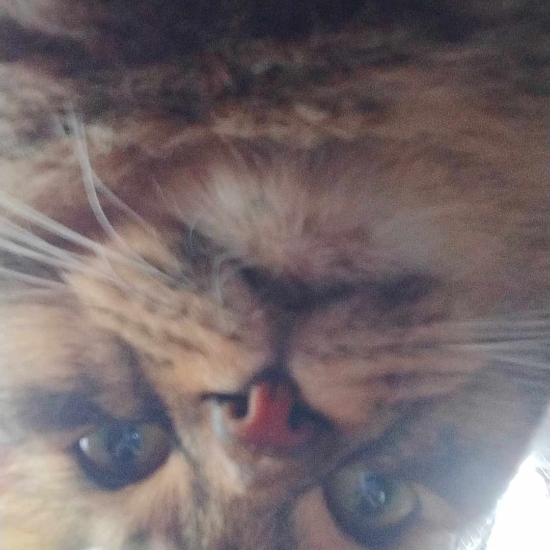 Wady is registered to the contest to win money with this photo: animal, blurred, cage, cat, close_up, curious, ears, face, feline, floor, furry, green_eyes, indoor, light, looking, pet, pink_nose, tabby, whiskers, window