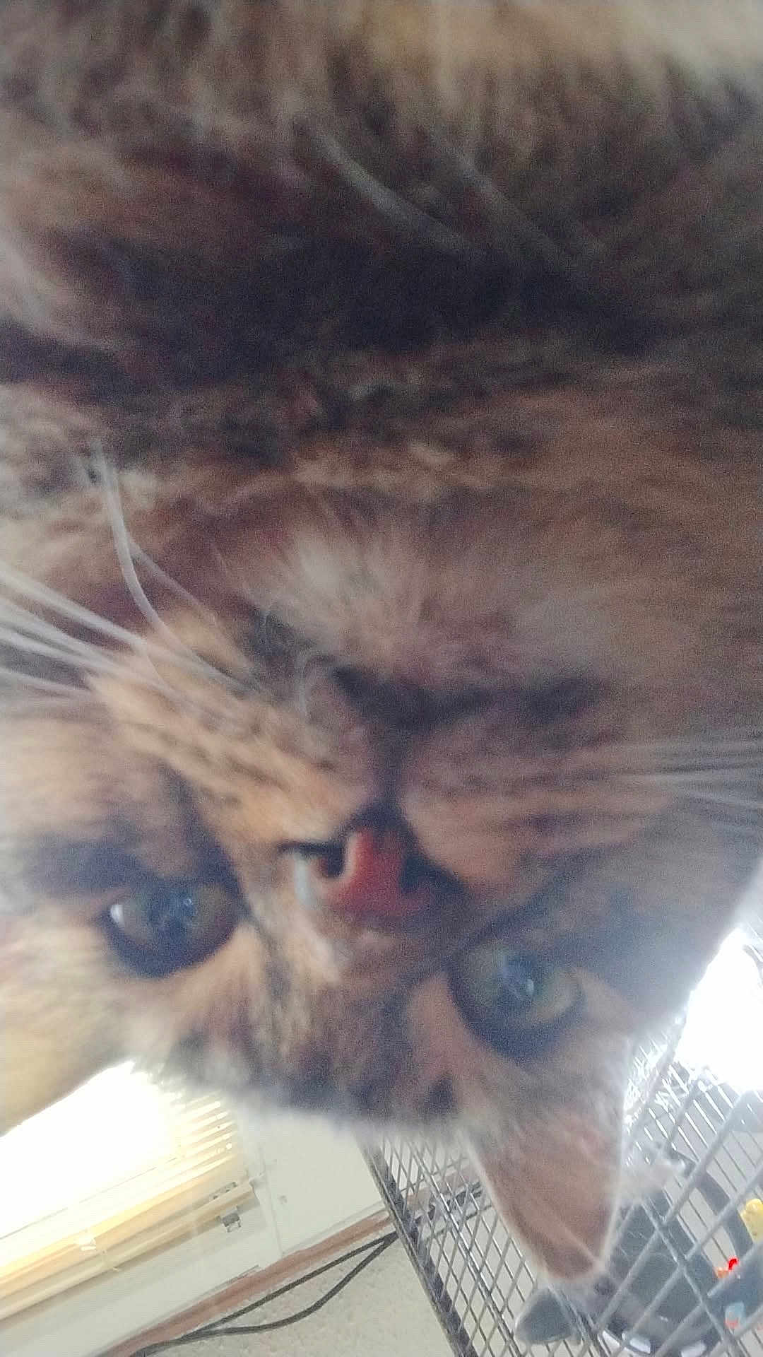 Wady is registered to the contest to win money with this photo: cat, tabby, close_up, indoor, curious, face, green_eyes, pink_nose, whiskers, pet, animal, feline, blurred, window, cage, floor, light, furry, ears, looking