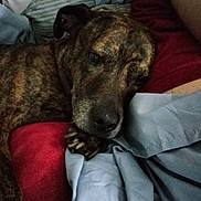 Roxie joined the competition — help win amazing prizes! animal, bed, blanket, brindle, canine, closeup, comfort, cozy, cushion, dog, fabric, face, fur, indoor, paw, pet, relaxed, resting, sleepy, snuggling