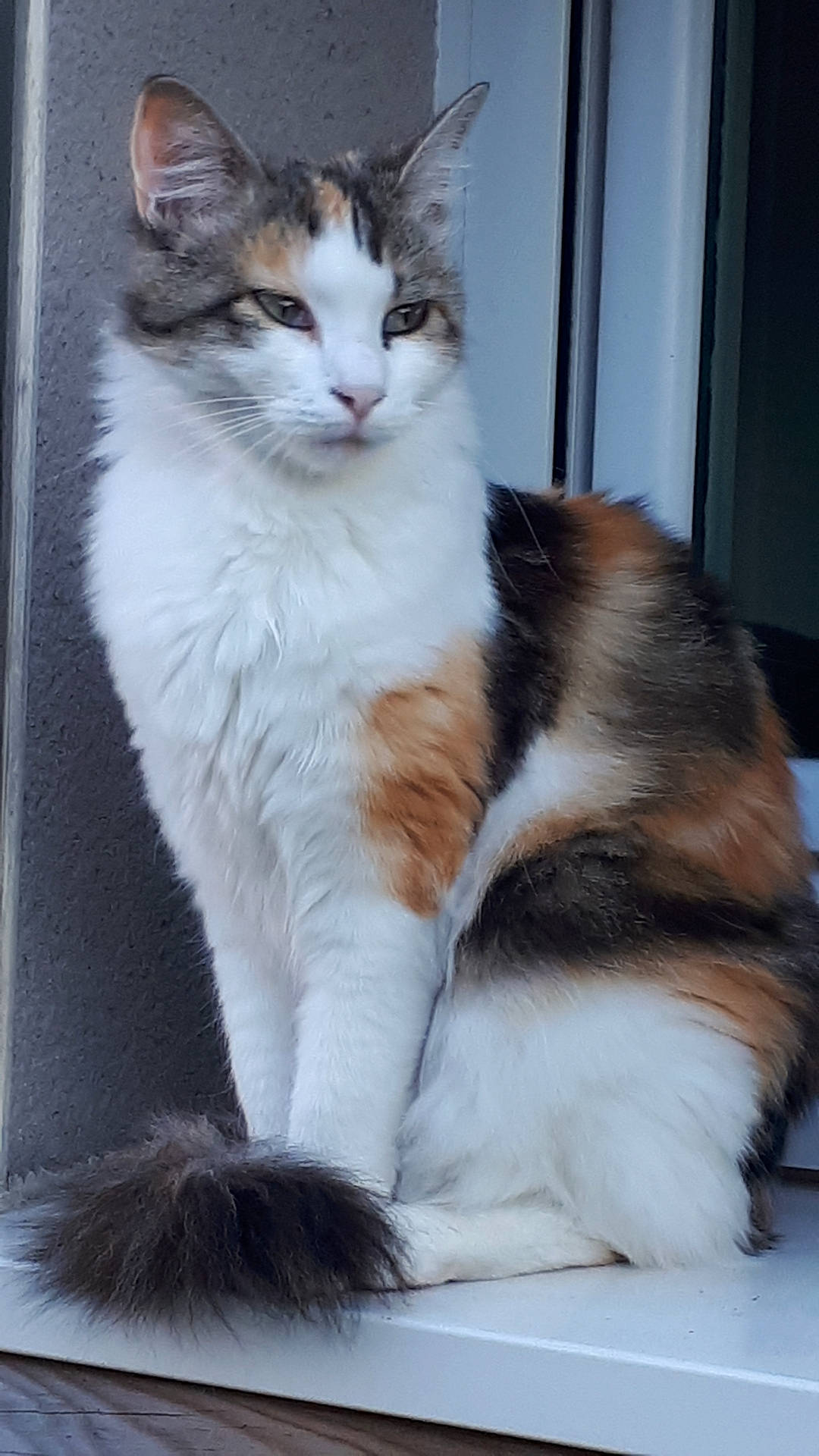 Sissi a rejoint le concours — aidez-le/la à gagner de superbes lots ! abyssinian, angora, animal, cat, hardwood, kitten, manx, pet, siamese, wood