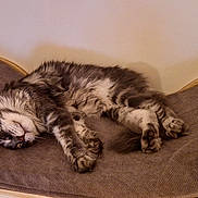 Baya participe au concours pour gagner de l'argent avec cette photo : cat, tabby, sleeping, relaxed, pet, animal, furry, striped, belly_up, paws, whiskers, closed_eyes, indoor, furniture, chair, cushion, cozy, home, resting, portrait