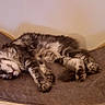 cat, tabby, sleeping, relaxed, pet, animal, furry, striped, belly_up, paws, whiskers, closed_eyes, indoor, furniture, chair, cushion, cozy, home, resting, portrait