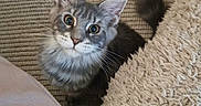 Baya a rejoint le concours — aidez-le/la à gagner de superbes lots ! cat, kitten, gray_fur, fluffy, whiskers, green_eyes, blue_eyes, pointed_ears, animal, pet, portrait, indoors, carpet, rug, blanket, couch, toy_ball, cozy, looking_at_camera, home