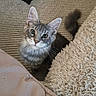 cat, kitten, gray_fur, fluffy, whiskers, green_eyes, blue_eyes, pointed_ears, animal, pet, portrait, indoors, carpet, rug, blanket, couch, toy_ball, cozy, looking_at_camera, home