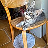 cat, kitten, gray_fur, fluffy, long_hair, green_eyes, whiskers, pointed_ears, paws, animal, pet, sitting, chair, wooden_furniture, indoor, home, kitchen, floor, portrait, curious