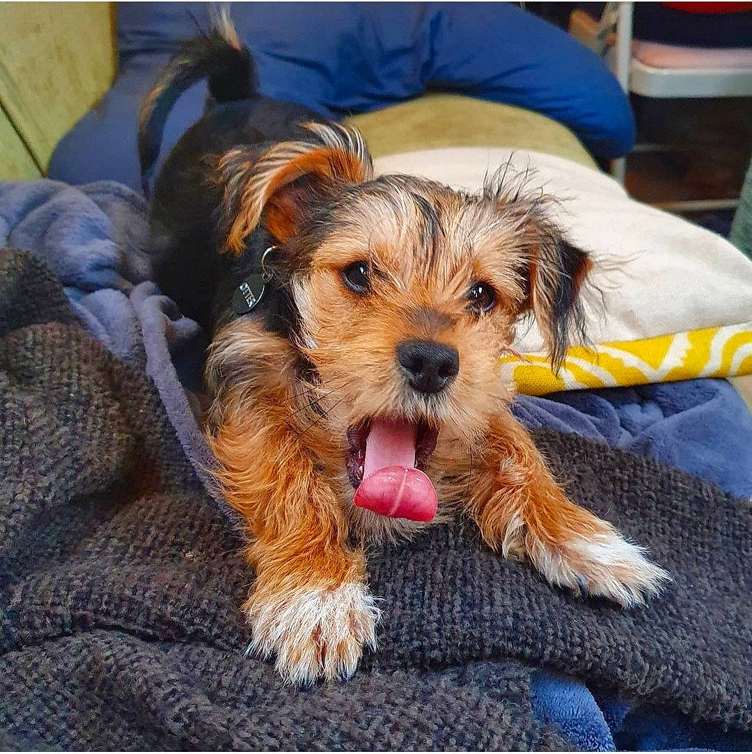 Otter is registered to the contest to win money with this photo: biewer_terrier, canidae, carnivore, chair, companion_dog, corn_on_the_cob, dog, dog_breed, dog_supply, fur, maltepoo, poodle_crossbreed, small_terrier, snout, sporting_group, terrier, toy_dog, working_animal, yorkipoo, yorkshire_terrier