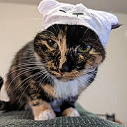 Pangur Ban joined the competition — help win amazing prizes! cat, calico_cat, white_hat, whiskers, green_eyes, pet, animal, feline, close_up, indoor, curious, texture, fabric, ears, portrait, cute, looking_down, fur, household, domestic_animal