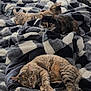 Pangur Ban joined the competition — help win amazing prizes! cat, cats, bed, blanket, striped_cat, tabby_cat, tortoiseshell_cat, sleeping, resting, cozy, indoor, feline, pet, fur, whiskers, paws, relaxed, soft, patterned_blanket, home