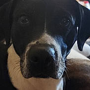 Cracker is registered to the contest to win money with this photo: animal, black_and_white, blurred_background, canine, close_up, companion, cute, dim_lighting, dog, domestic_animal, expression, face, fur, indoor, looking_at_camera, mammal, nose, pet, portrait, whiskers